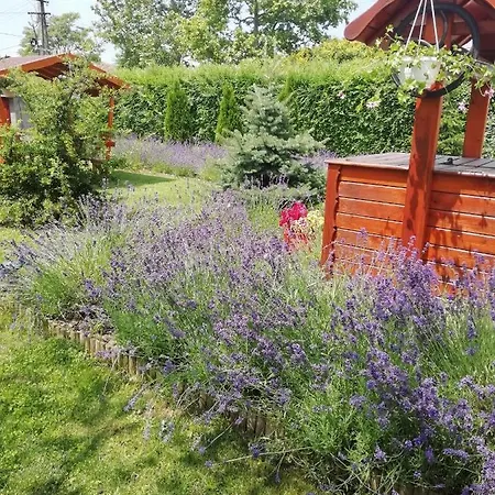 Levendula Vendeghaz Tiszaszolos