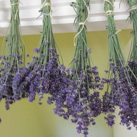 招待所 Levendula Vendeghaz Tiszaszolos